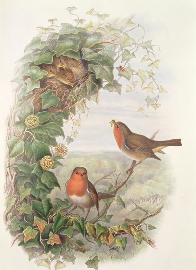 Robin, 1873 by John Gould